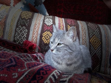 Cappadocia Cat